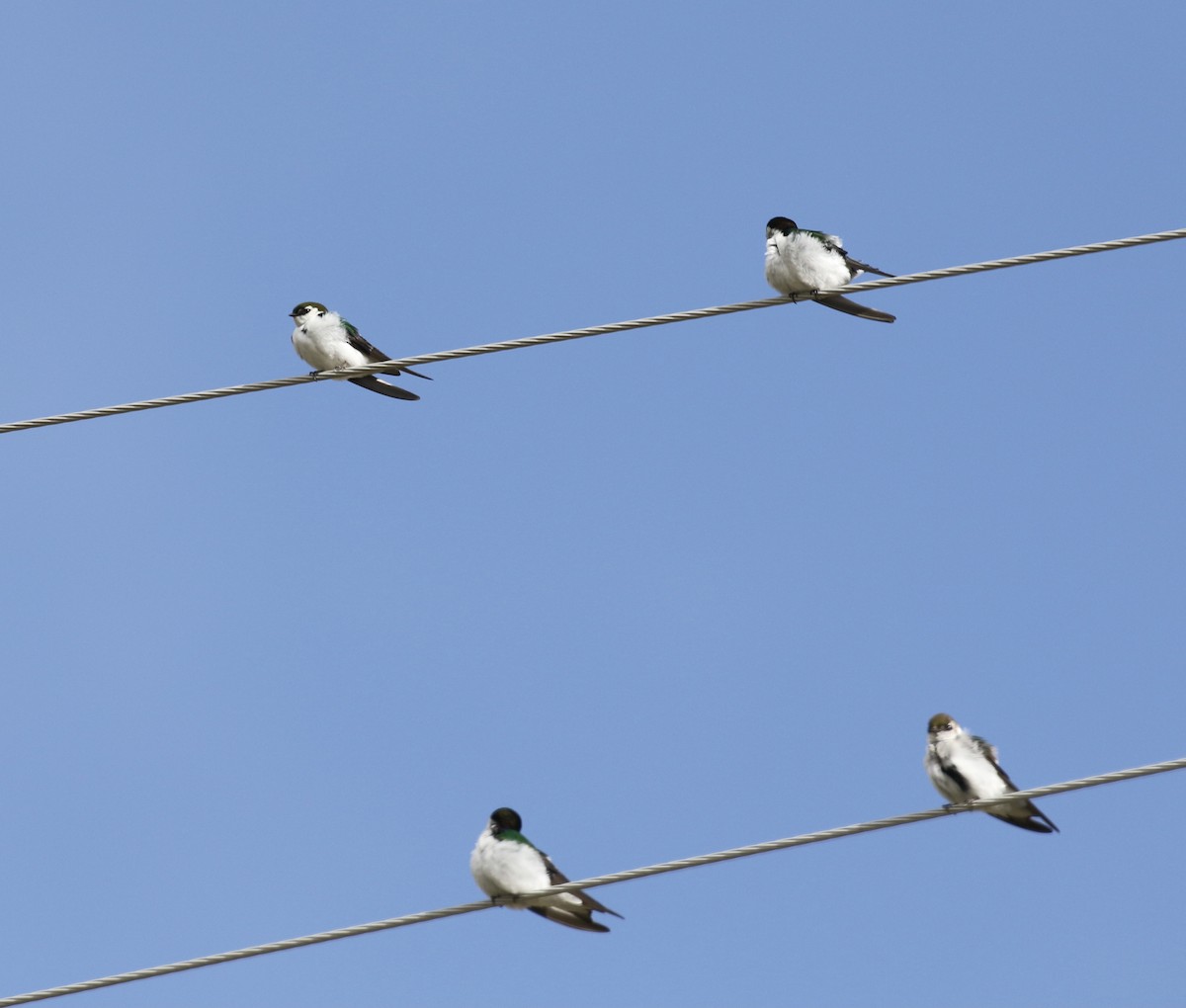 Violet-green Swallow - ML436408401