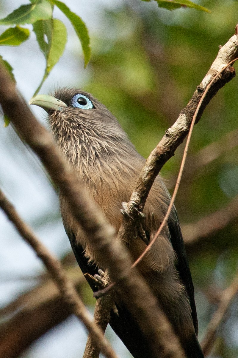 Blue-faced Malkoha - ML436408611