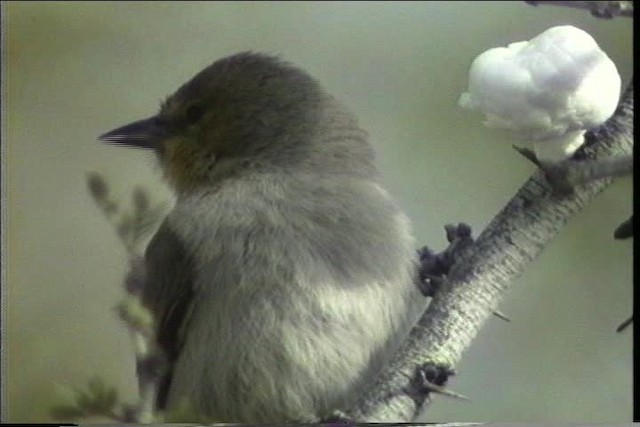 Black-crested Titmouse - ML436409