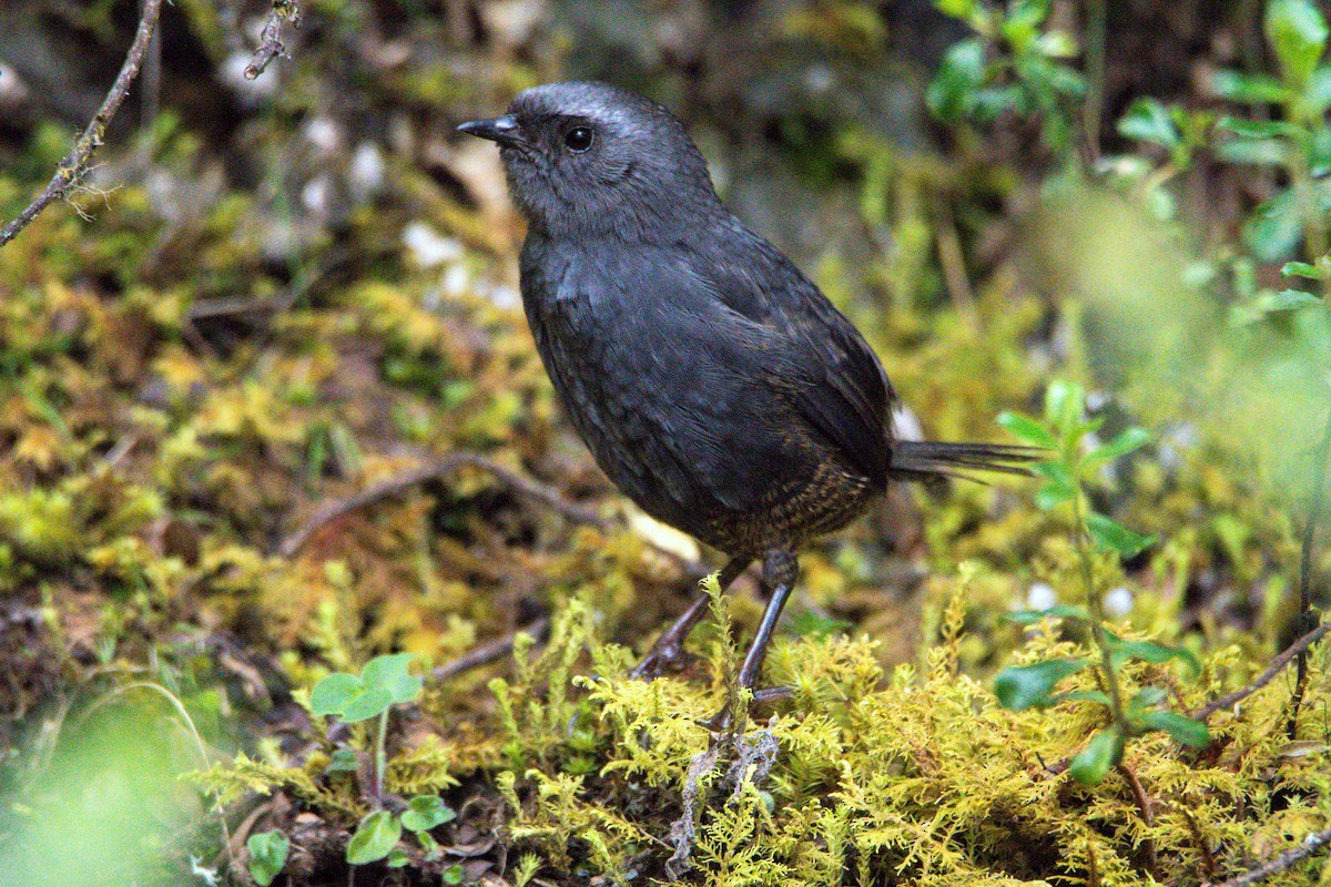 Ampay Tapaculo - Jaime Valenzuela Trujillo