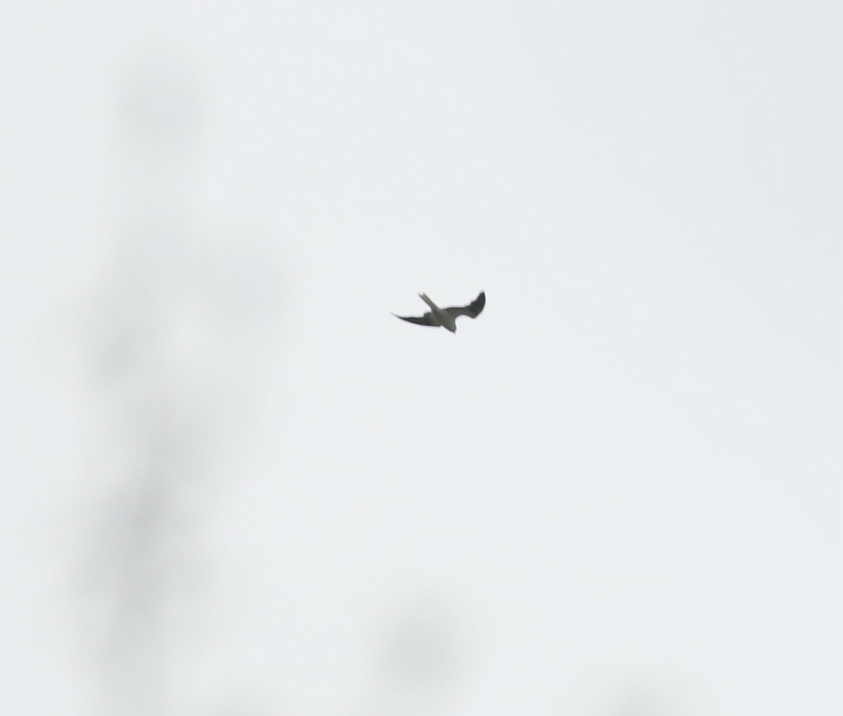 White-tailed Kite - ML436409261