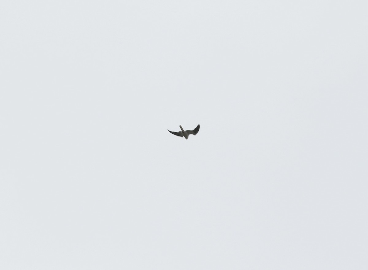 White-tailed Kite - Mike O'Malley