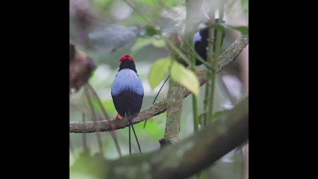 Long-tailed Manakin - ML436409301