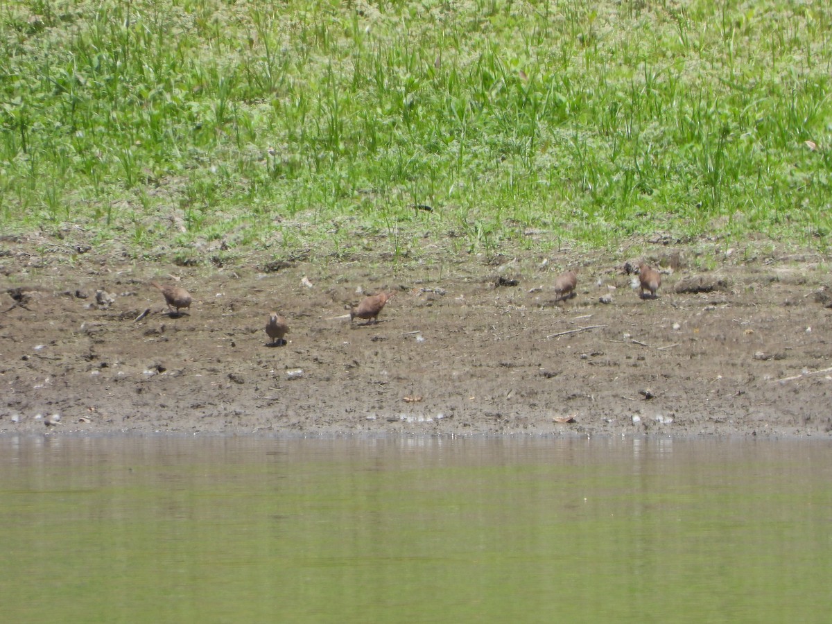 Ruddy Ground Dove - ML436409851