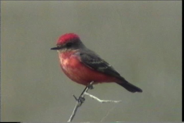 Vermilion Flycatcher (Northern) - ML436410