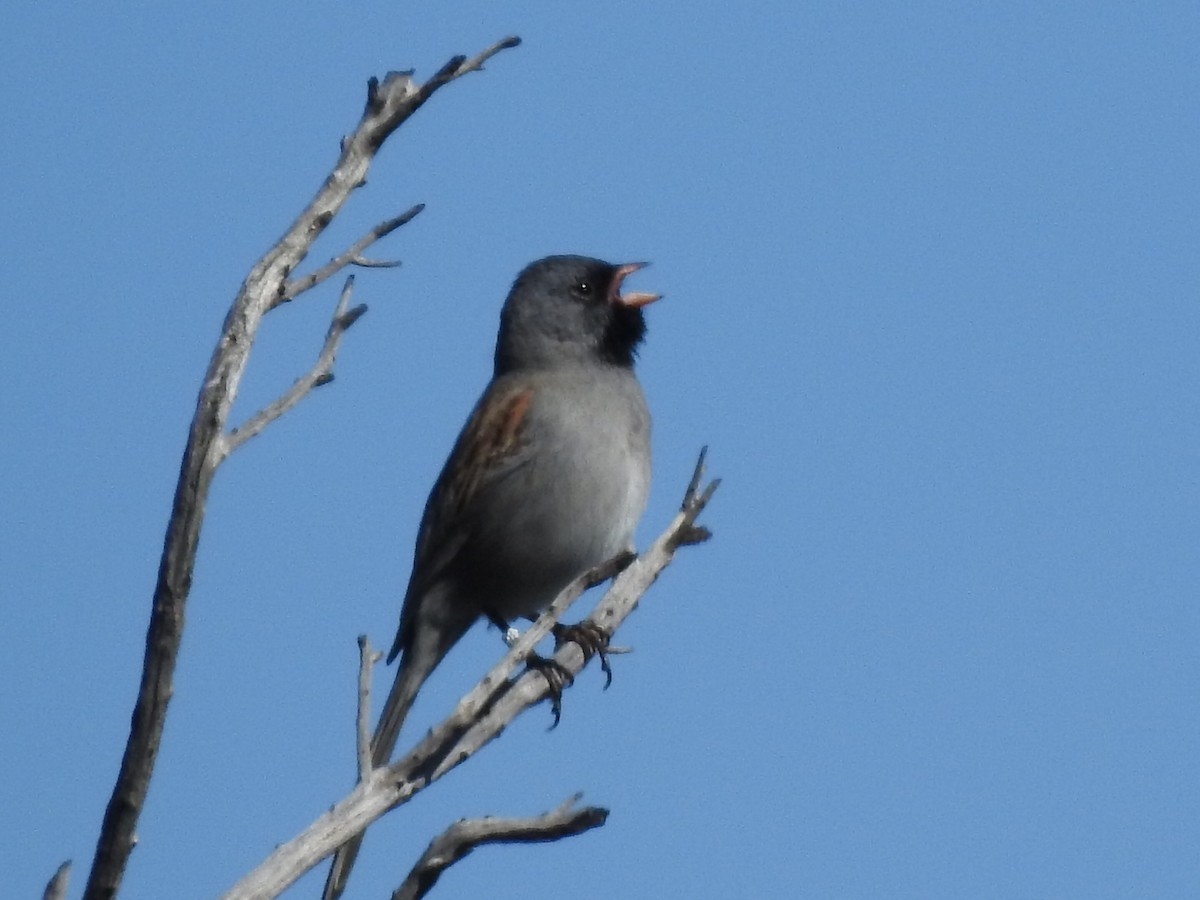 Black-chinned Sparrow - ML436410201