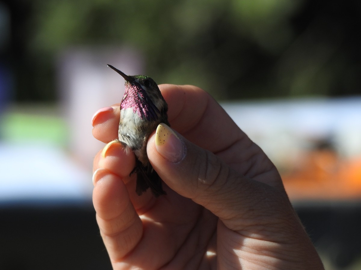 Colibrí Calíope - ML436410501