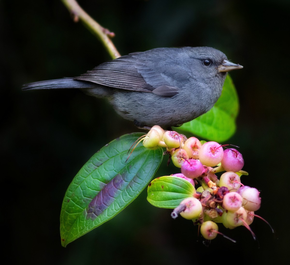 Peg-billed Finch - ML436410641