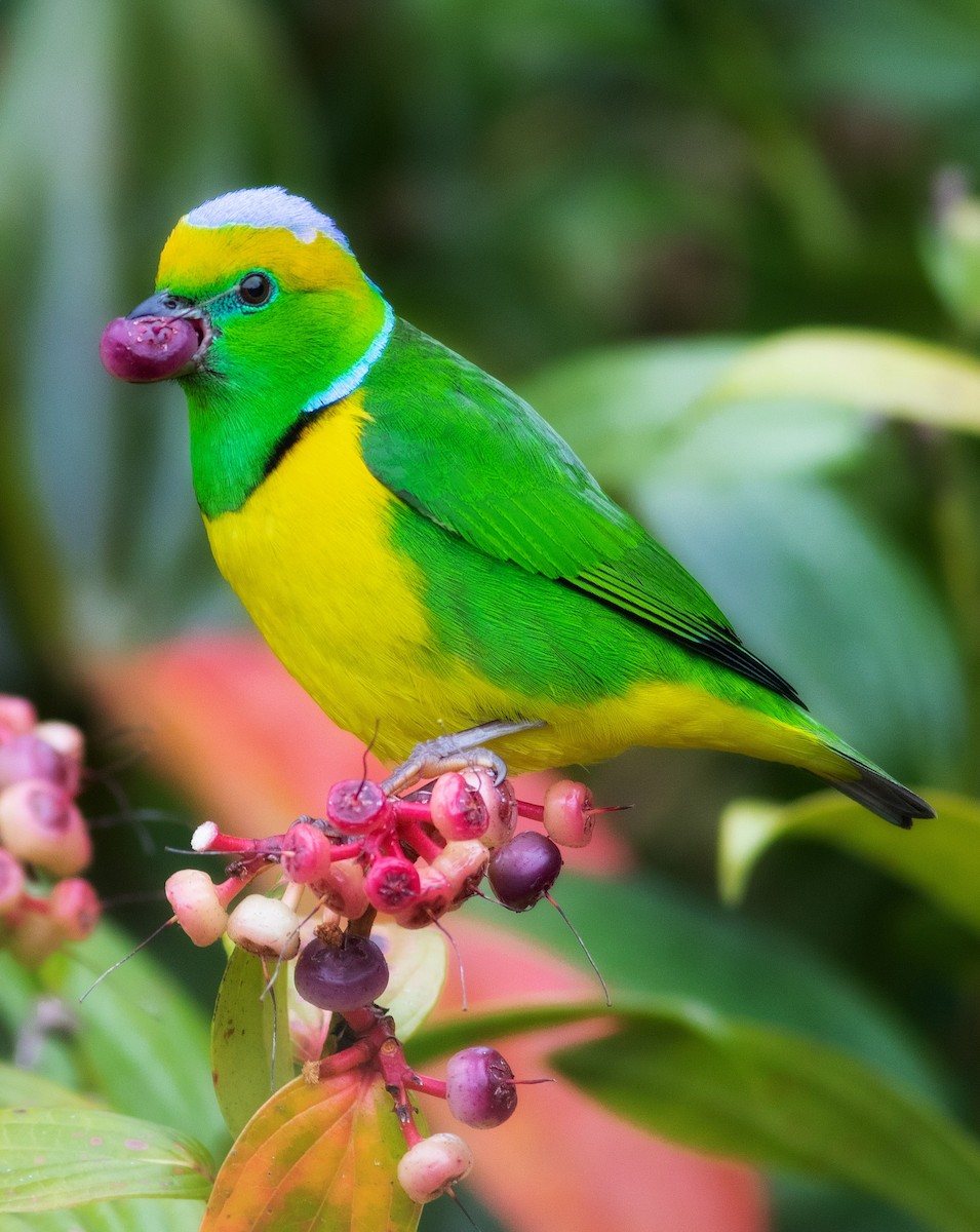 Golden-browed Chlorophonia - ML436410661