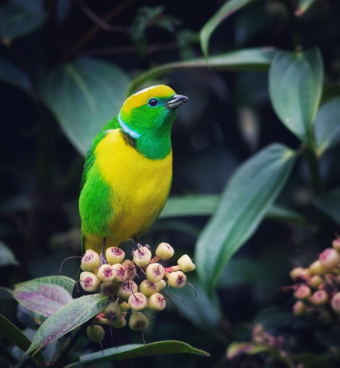 Golden-browed Chlorophonia - ML436410691