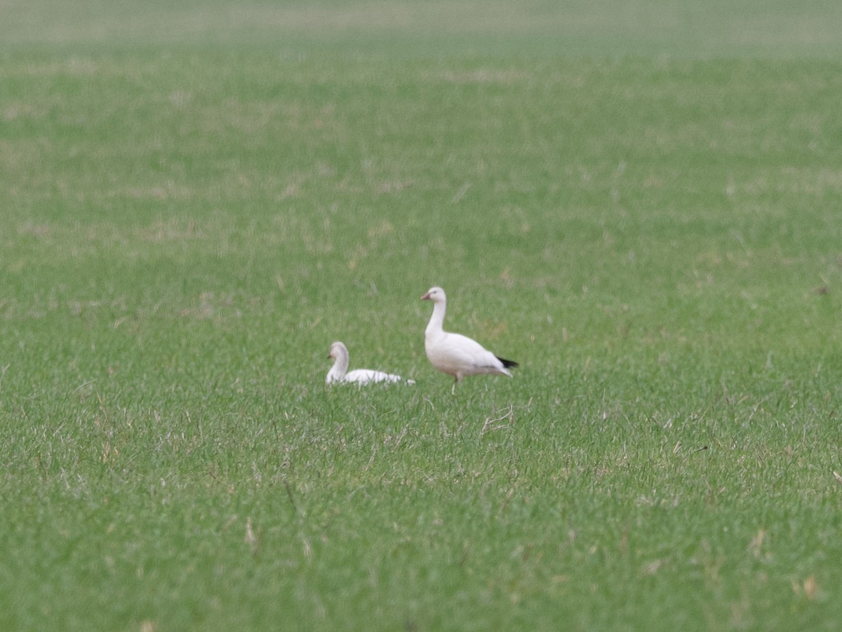 Ross's Goose - ML436410861