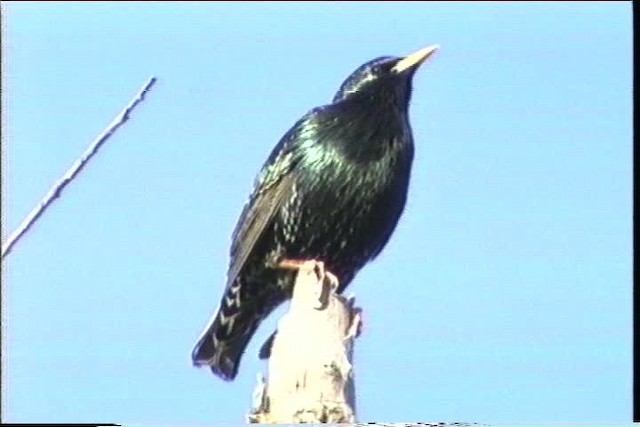 European Starling - ML436412