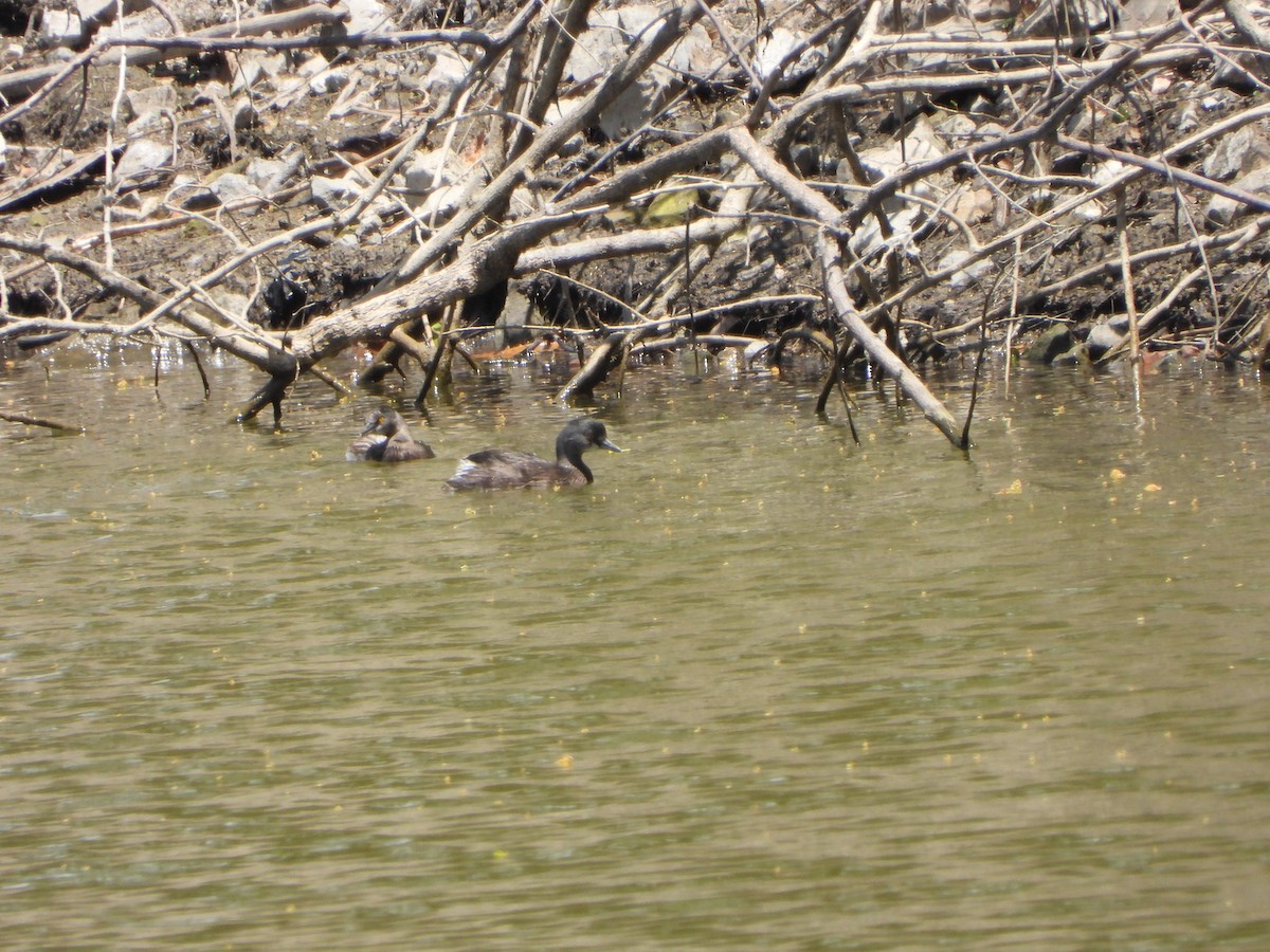 Least Grebe - ML436412681