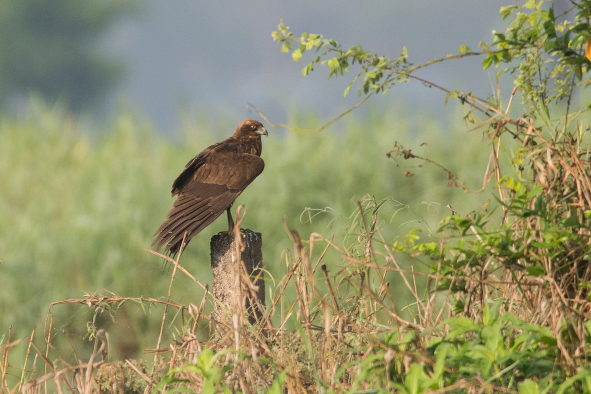 Western Marsh Harrier - ML436412741