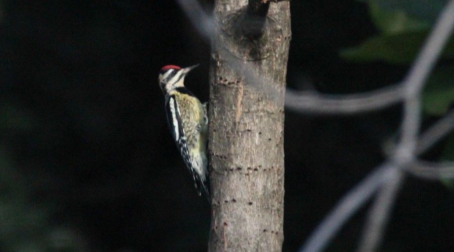 Yellow-bellied Sapsucker - Paul Lewis