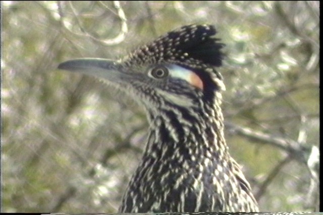 Greater Roadrunner - ML436413