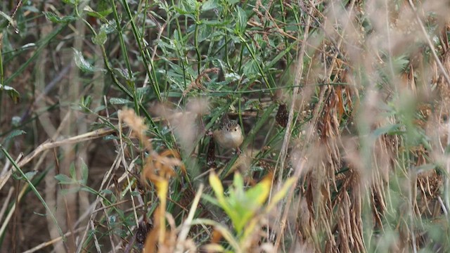 Sedge Wren - ML436413101