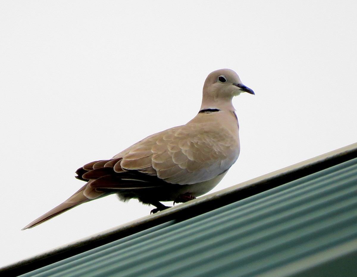 Eurasian Collared-Dove - ML436413371