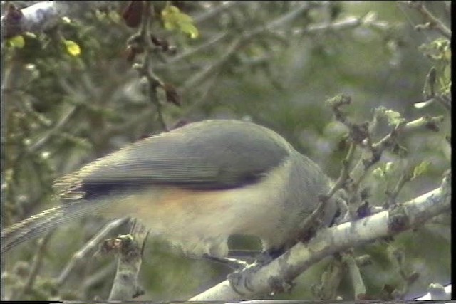 Mésange à plumet noir - ML436414