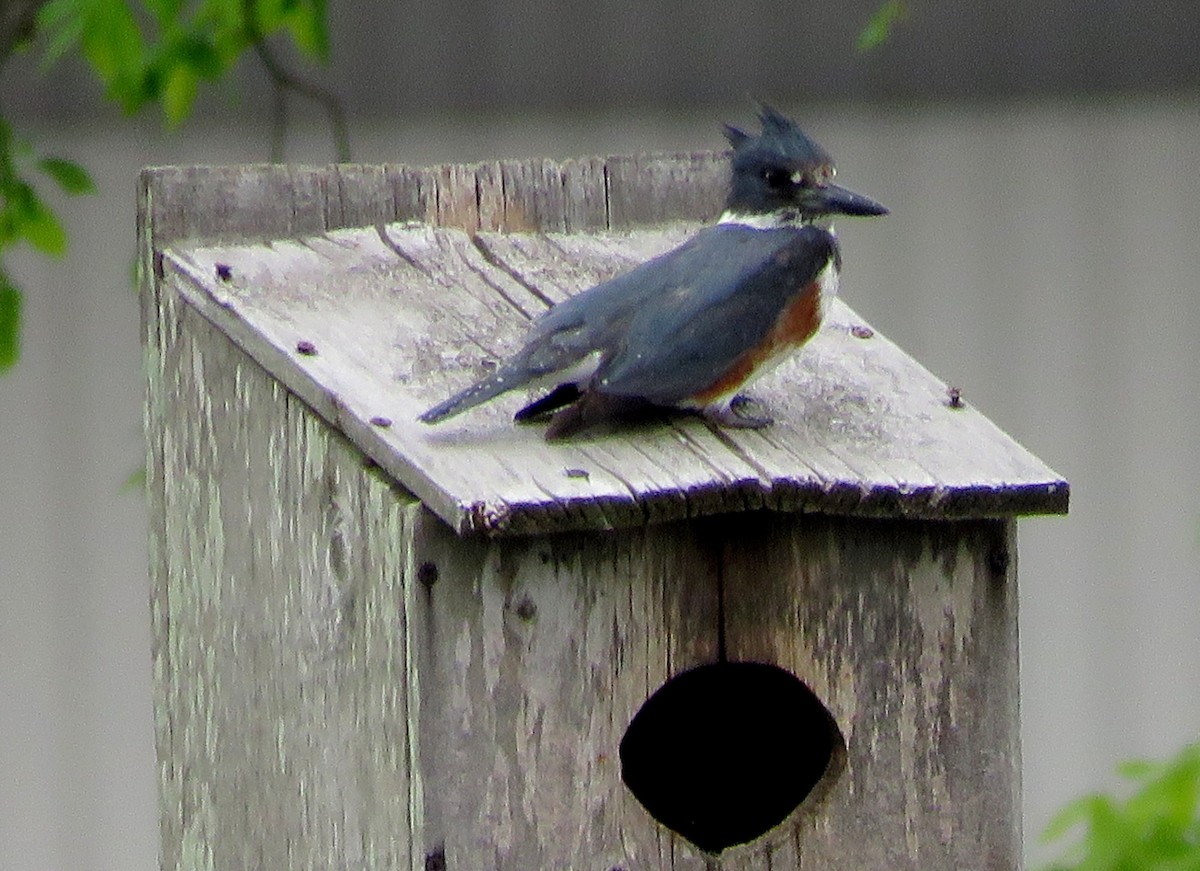 Belted Kingfisher - ML436414051