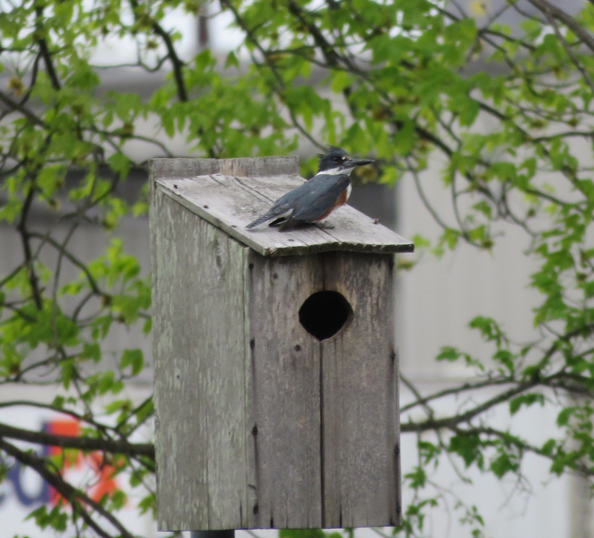 Belted Kingfisher - ML436414471