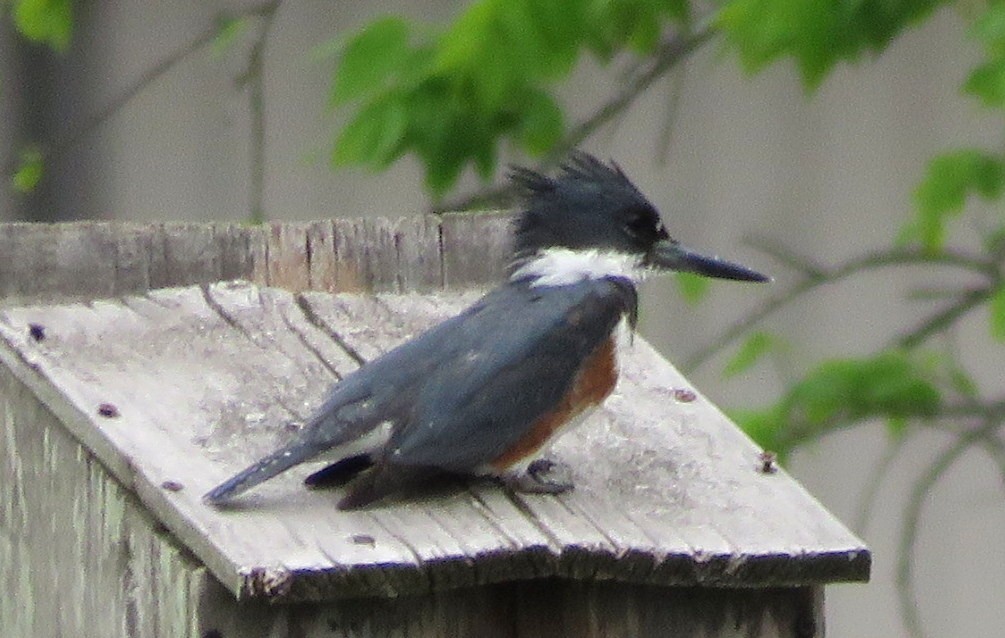 Belted Kingfisher - ML436414661