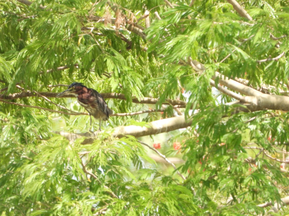 Green Heron - ML436414691