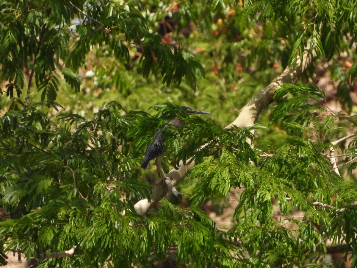 Green Heron - ML436414711