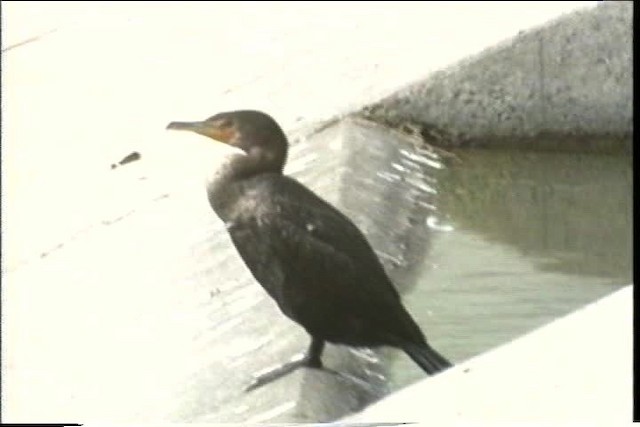 Neotropic Cormorant - ML436415