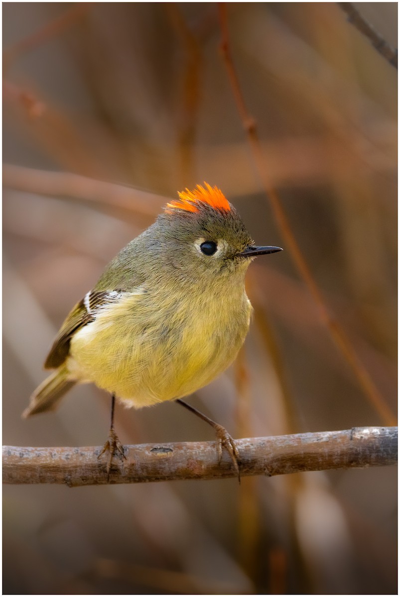 Ruby-crowned Kinglet - ML436416411