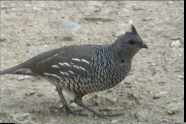 Scaled Quail - ML436417