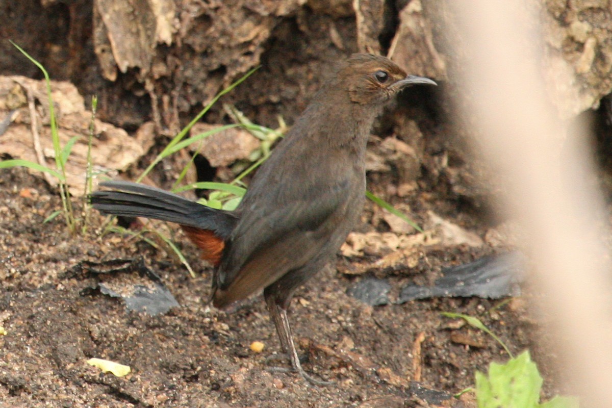 Indian Robin - ML436417391