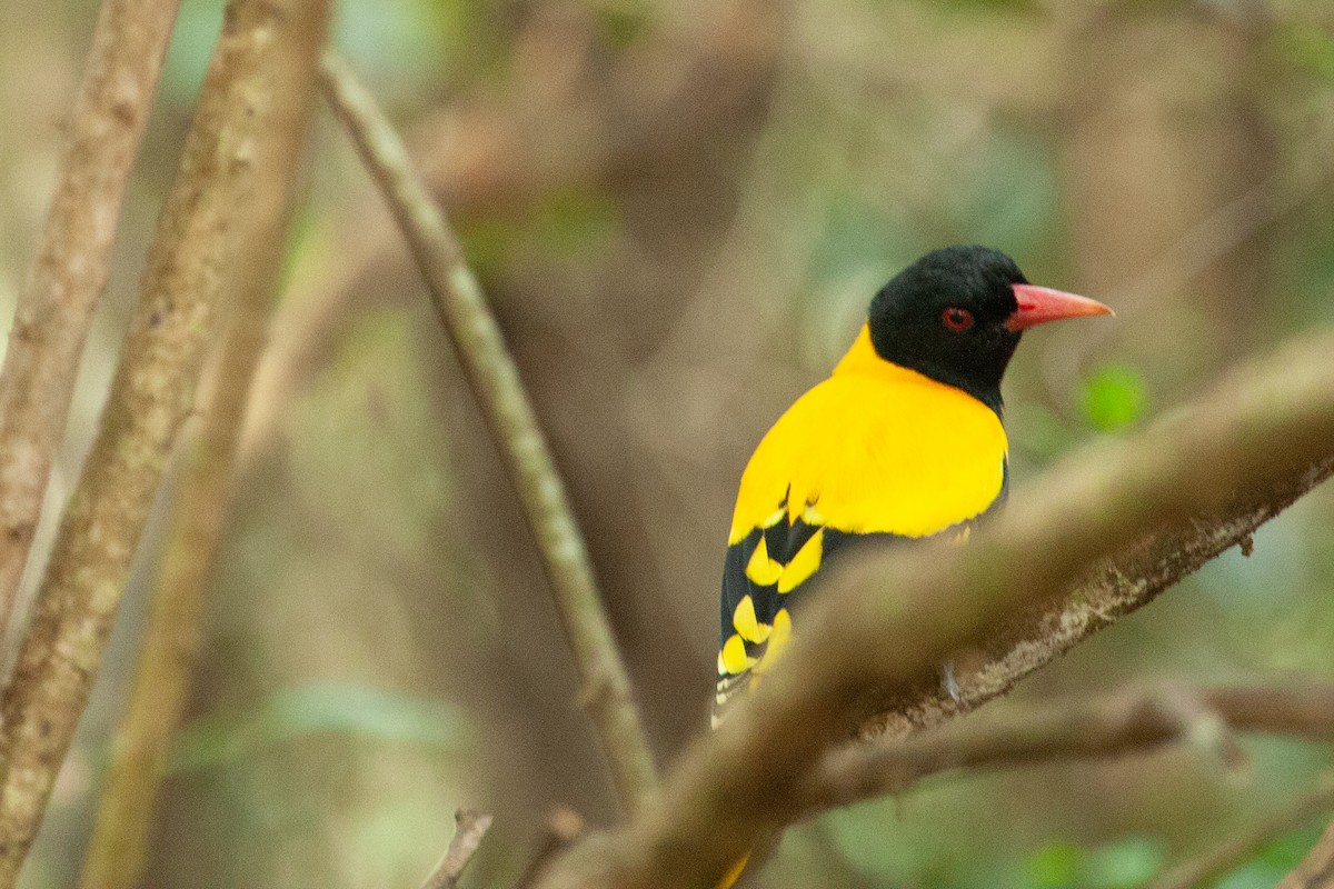 Black-hooded Oriole - ML436417751