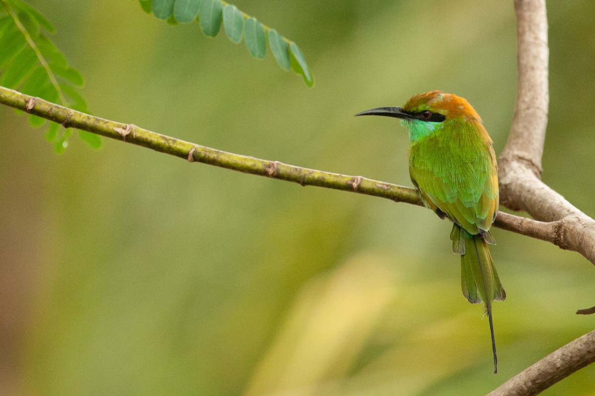 Asian Green Bee-eater - ML436417791