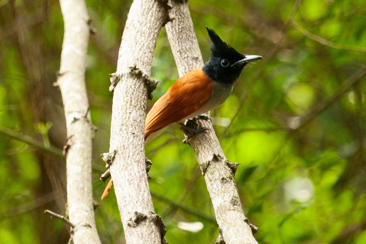 Indian Paradise-Flycatcher - ML436417851