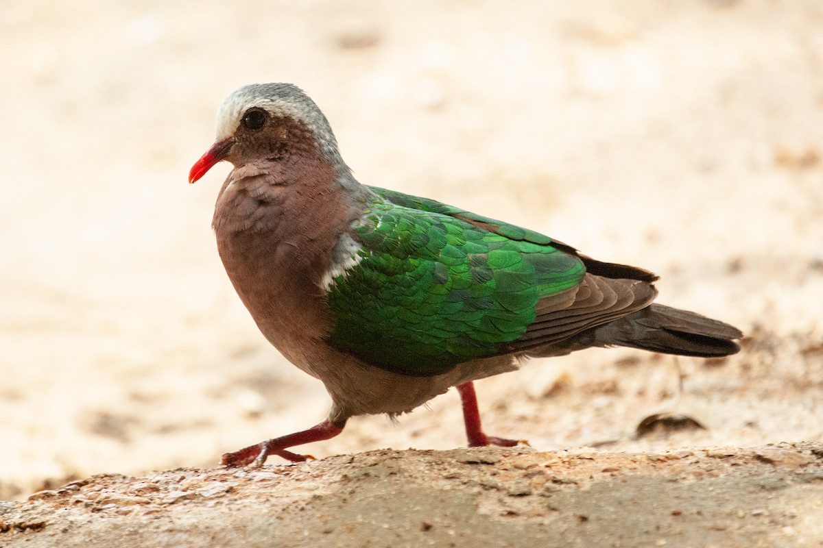 Asian Emerald Dove - ML436417921