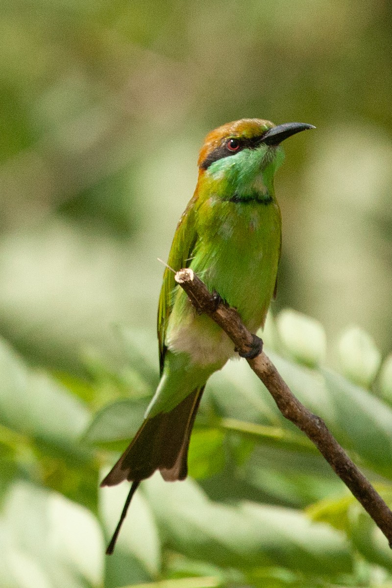 Asian Green Bee-eater - ML436417971