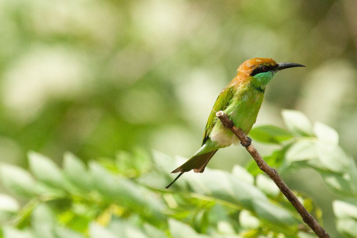 Asian Green Bee-eater - ML436417981