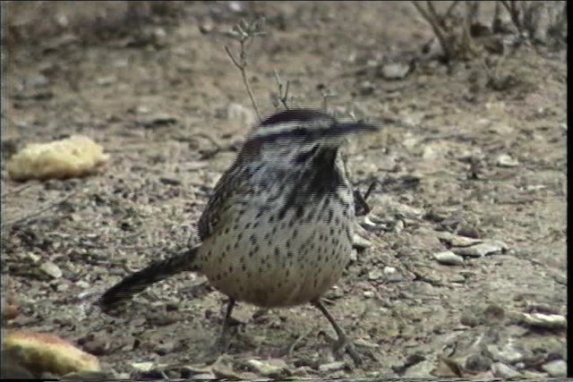 Cactus Wren - ML436418