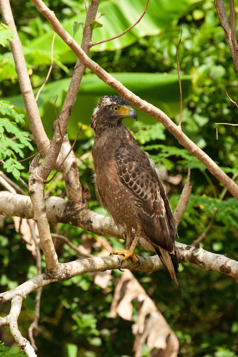 Crested Serpent-Eagle - ML436418031