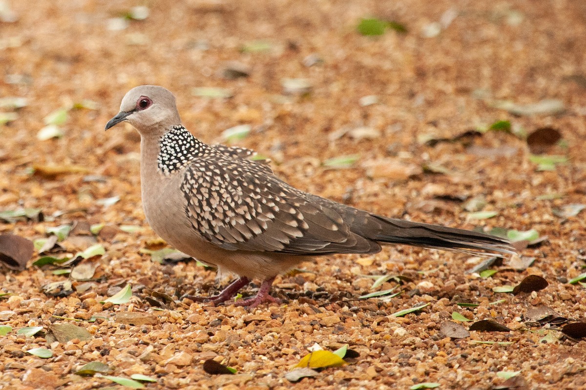 Spotted Dove - ML436418241
