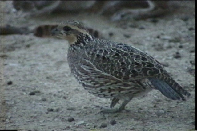 Northern Bobwhite (Eastern) - ML436420