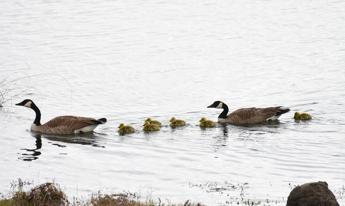 Canada Goose - ML436420041