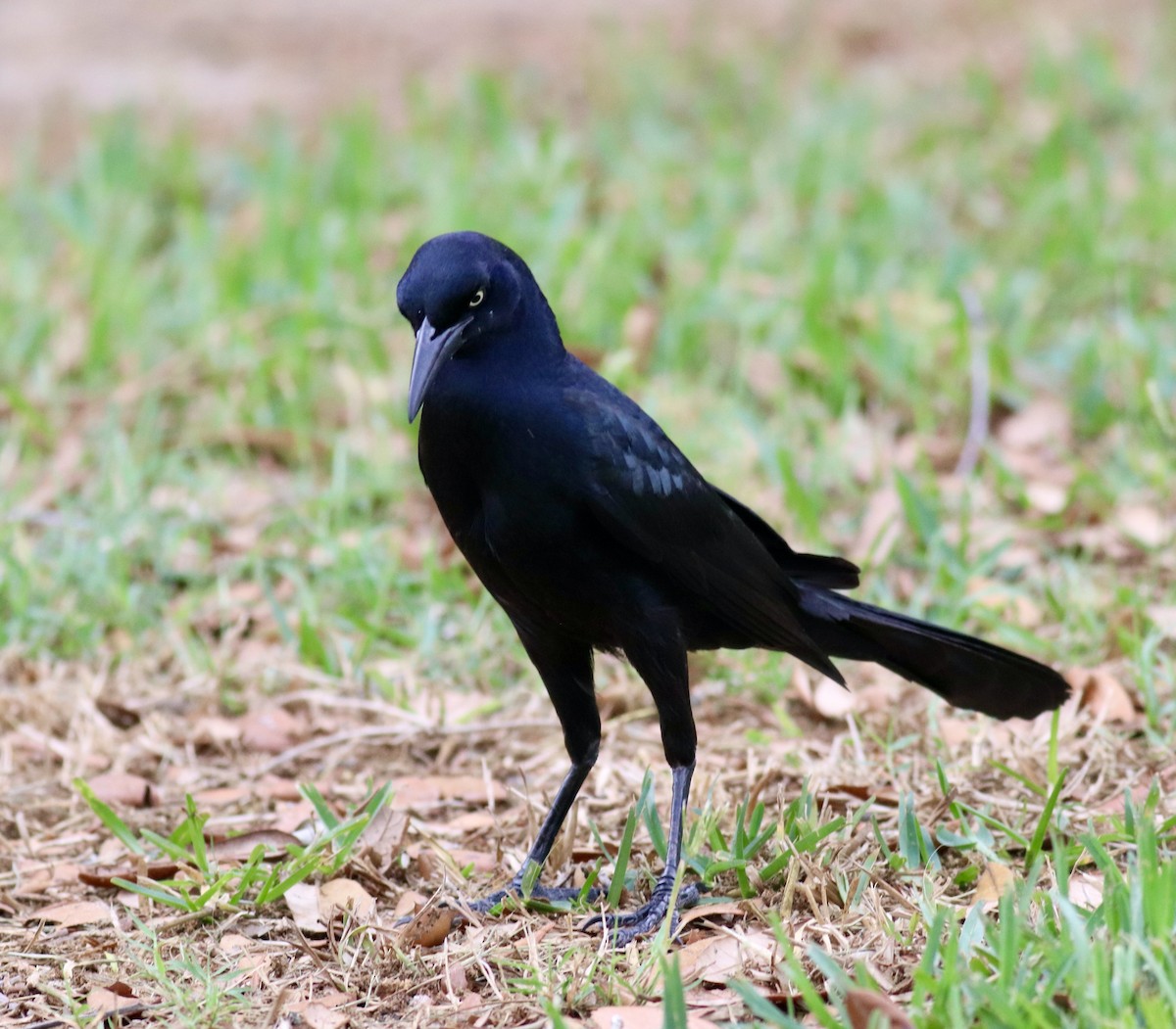 Great-tailed Grackle - ML436420231