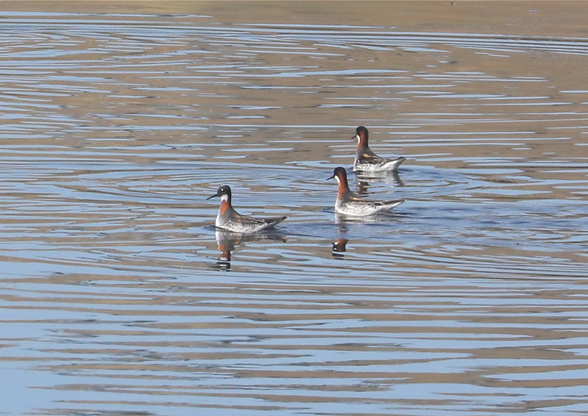 Red-necked Phalarope - ML436421801