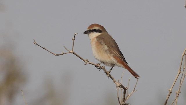 Red-tailed Shrike - ML436421991