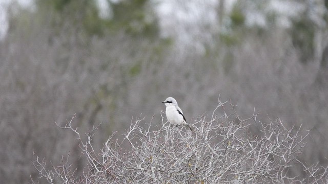 Northern Shrike - ML436422491