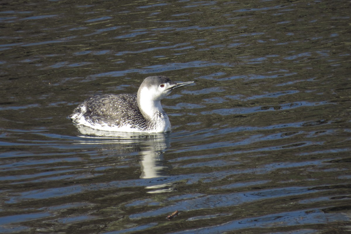 Red-throated Loon - ML436422521