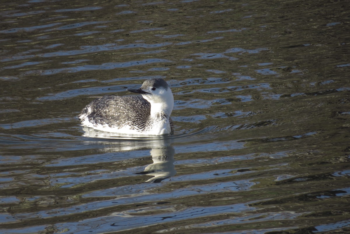 Red-throated Loon - ML436422531