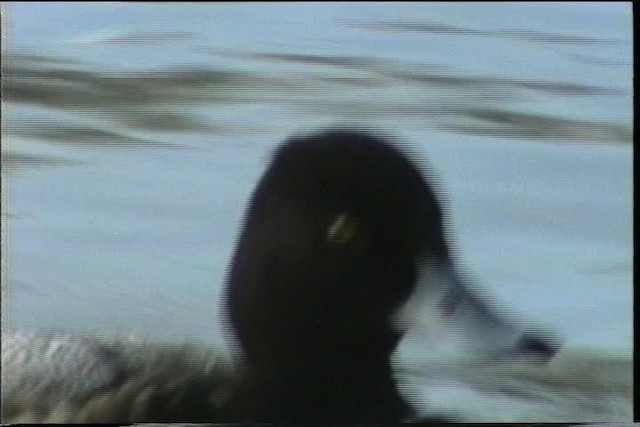 Lesser Scaup - ML436423